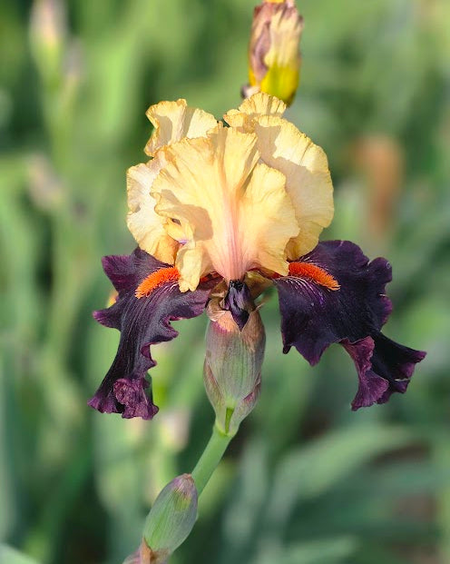 Secret Service