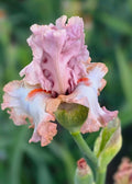 Pink Sugar