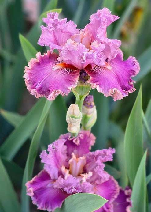Electric Touch