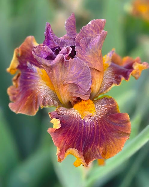 Hopen Fer Rain