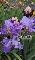 Aubriana
