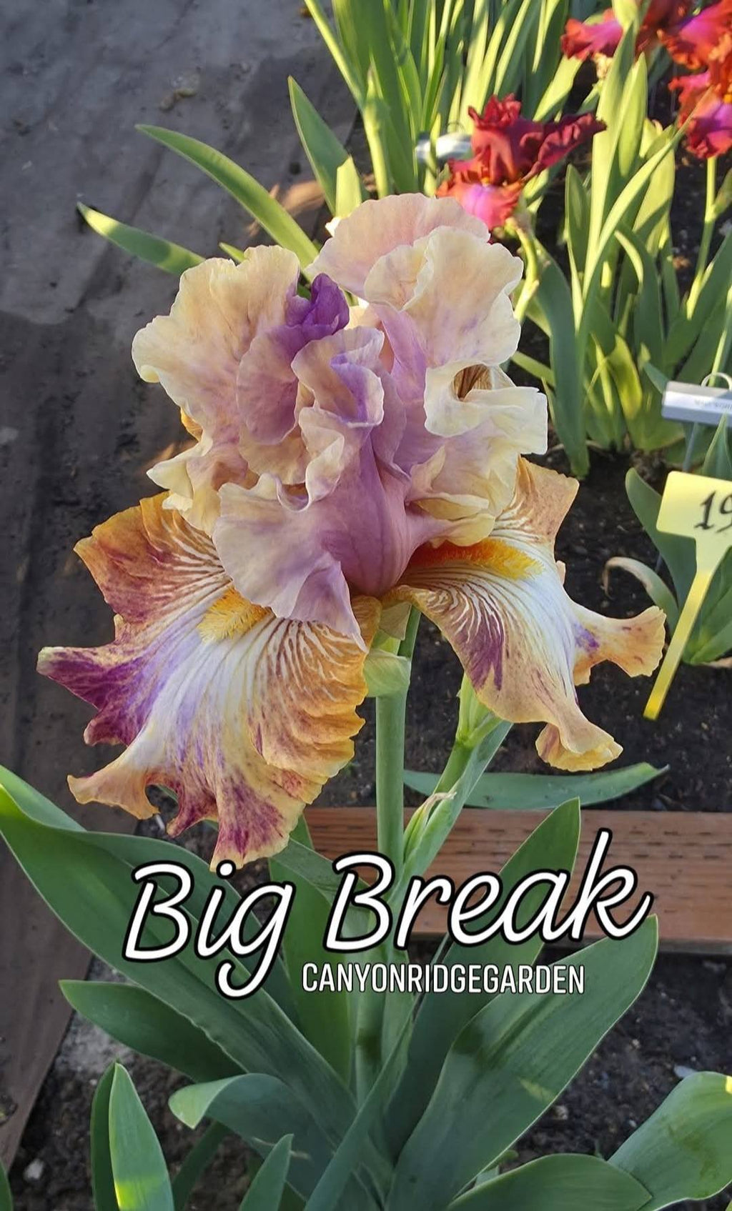 Big Break