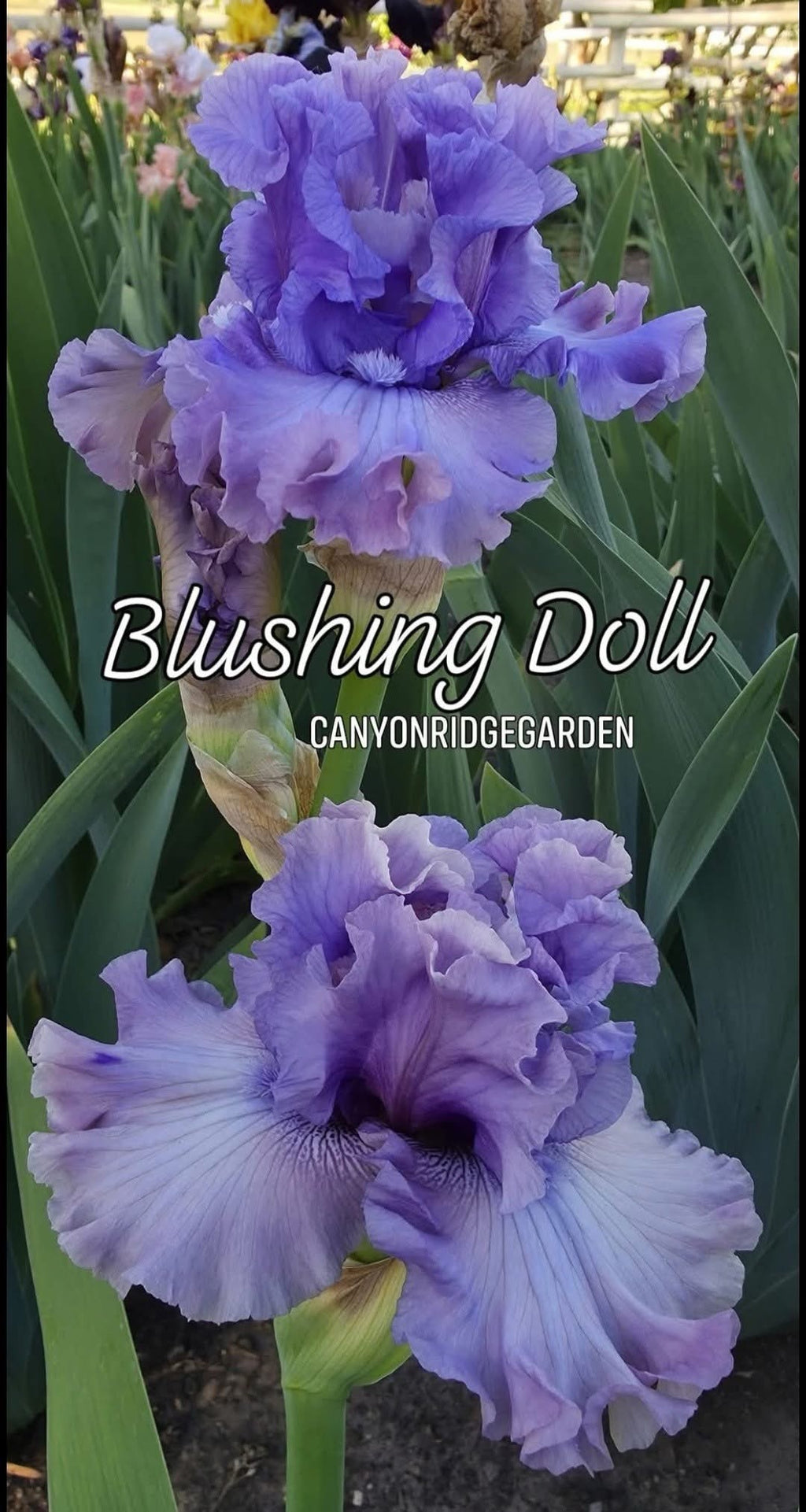 Blushing Doll