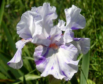 Brindled Beauty