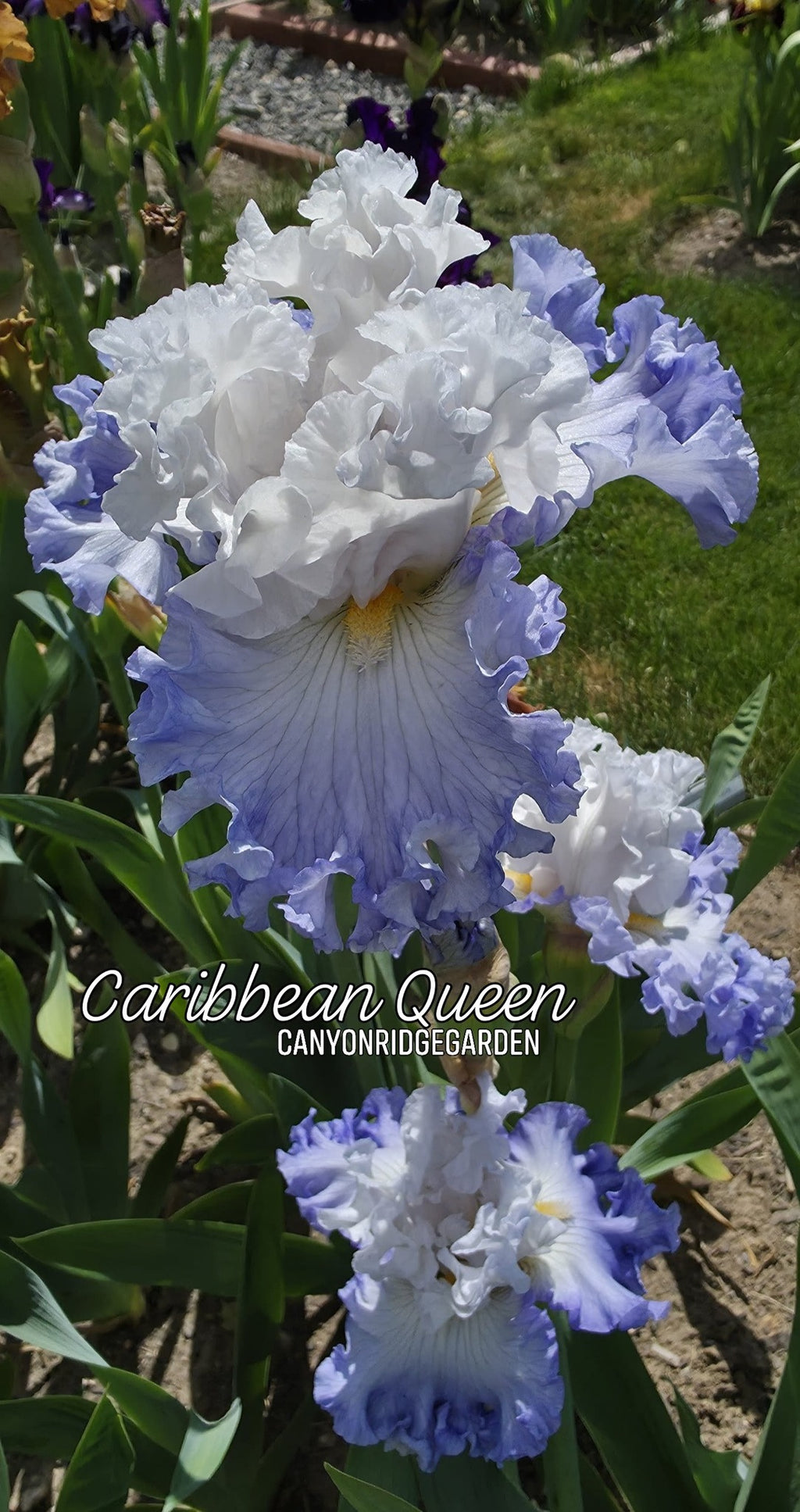 Caribbean Queen