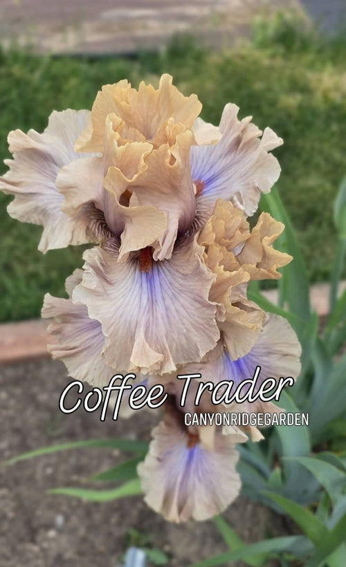 Coffee Trader