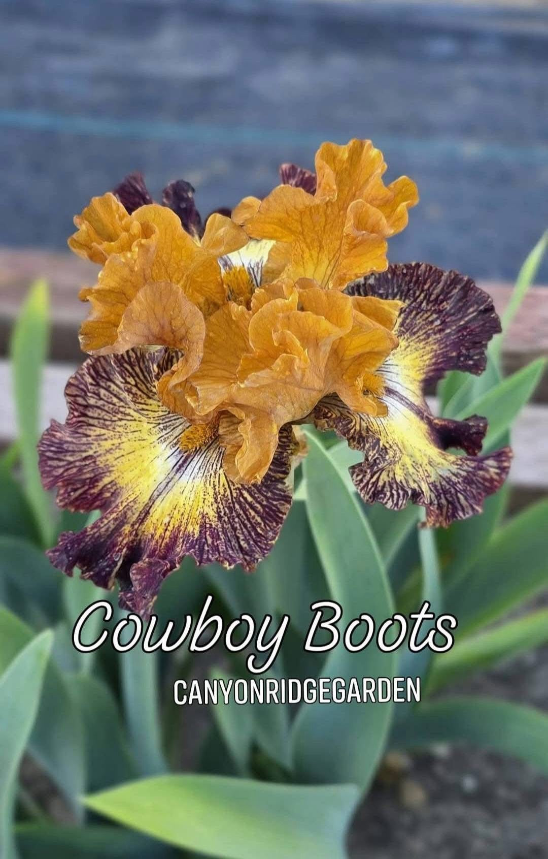 Cowboy Boots