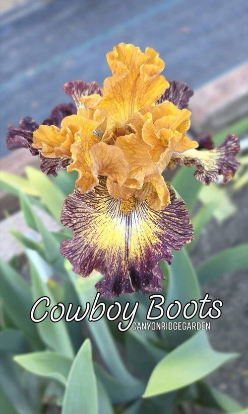 Cowboy Boots