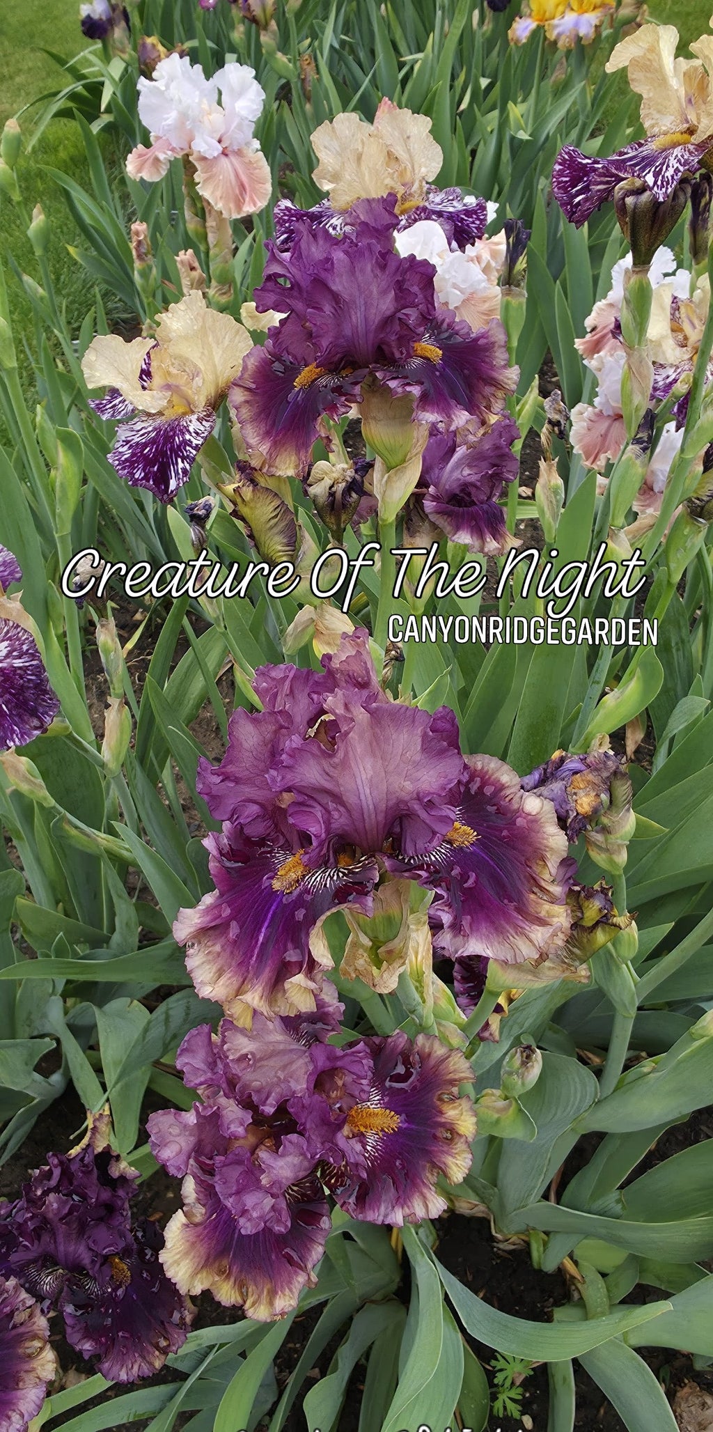 Creature of the Night