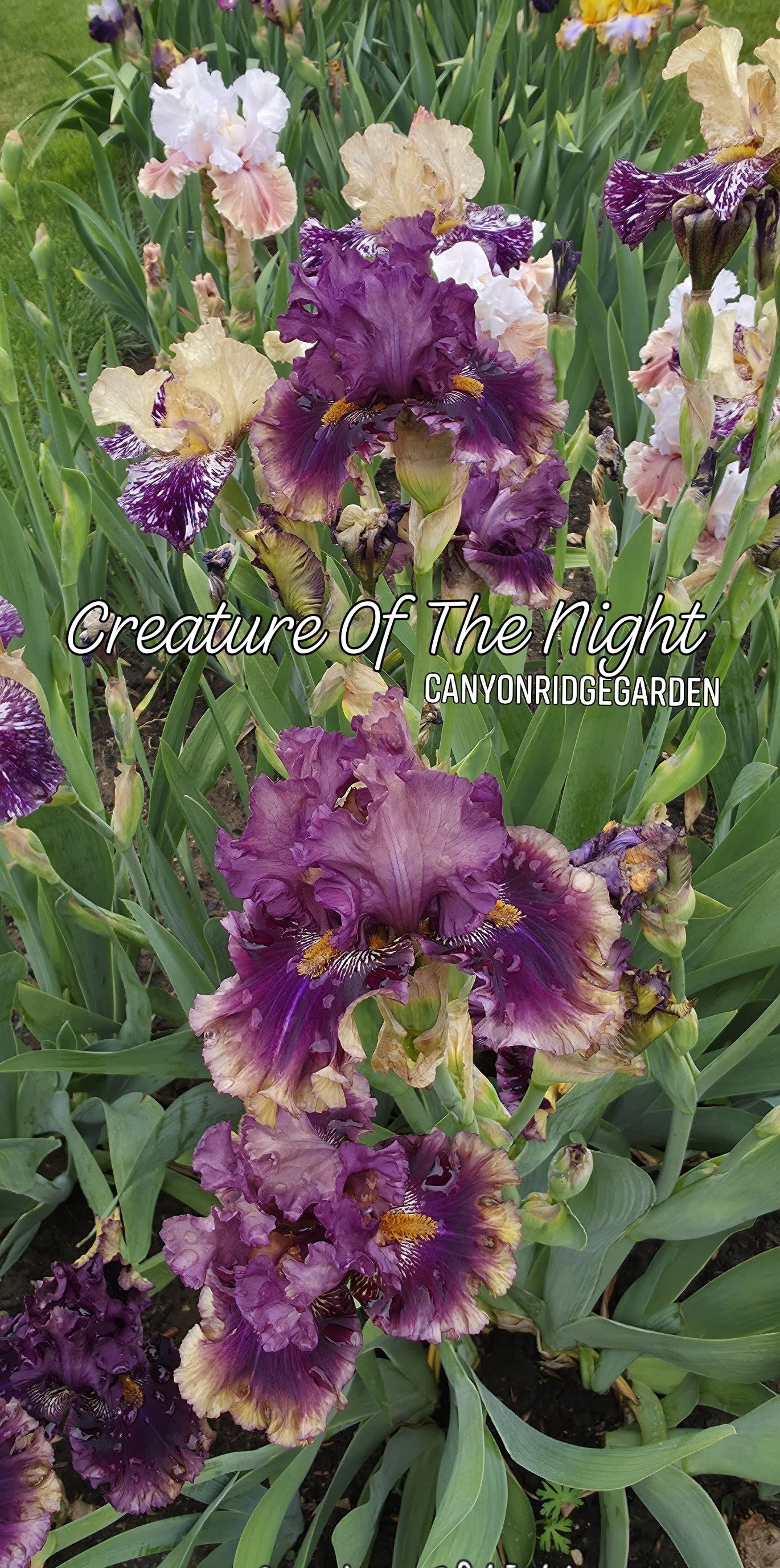 Creature of the Night