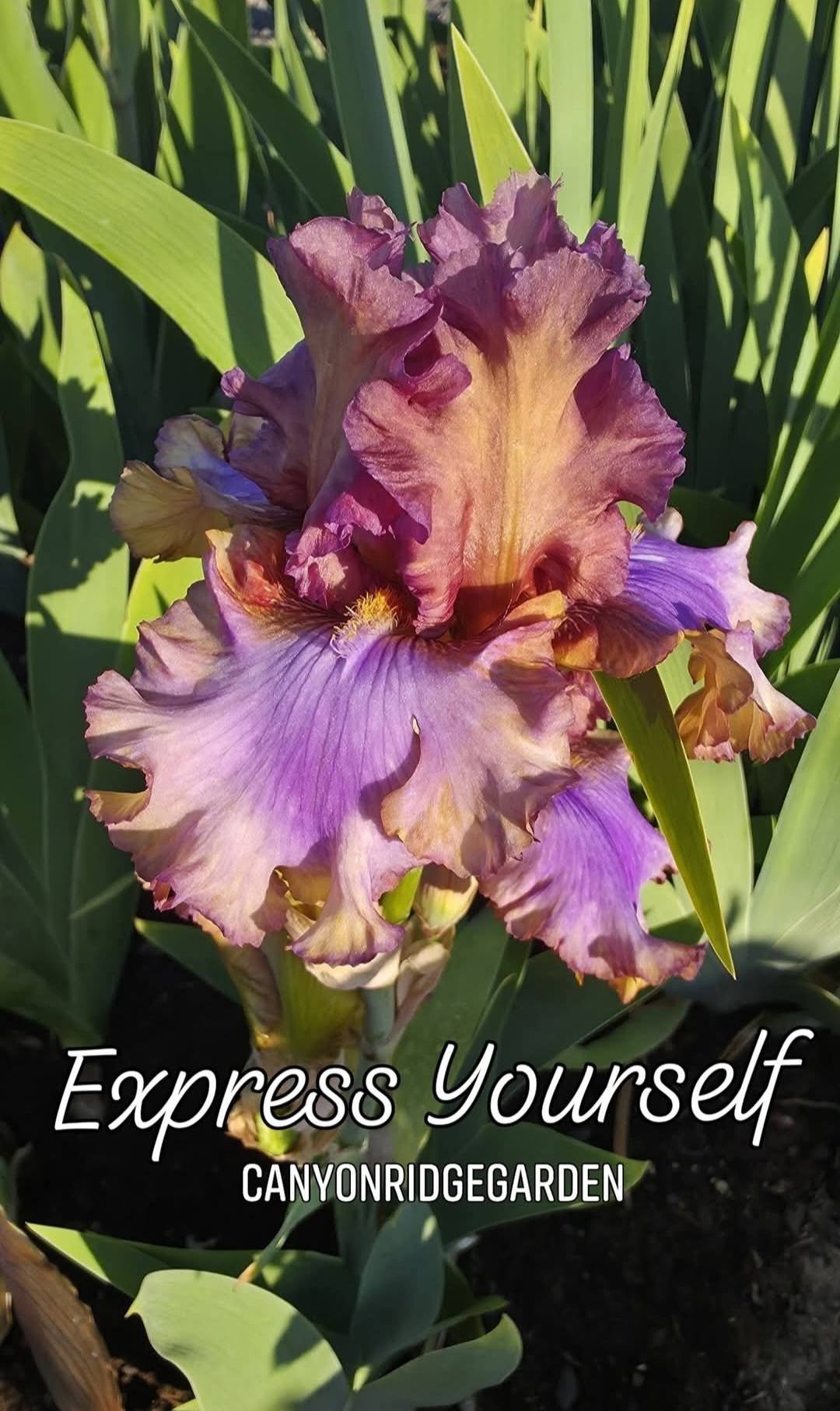 Express Yourself