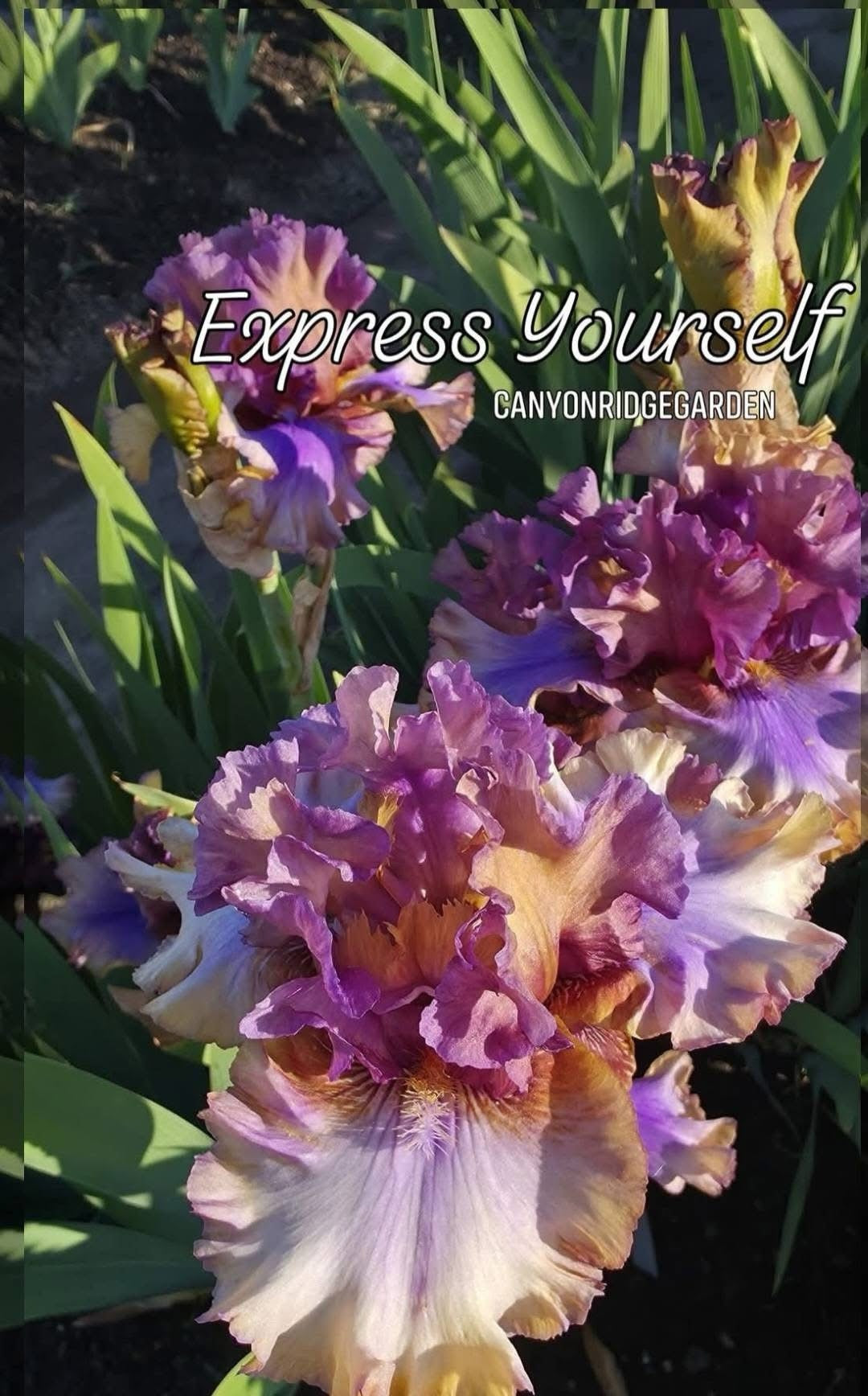 Express Yourself
