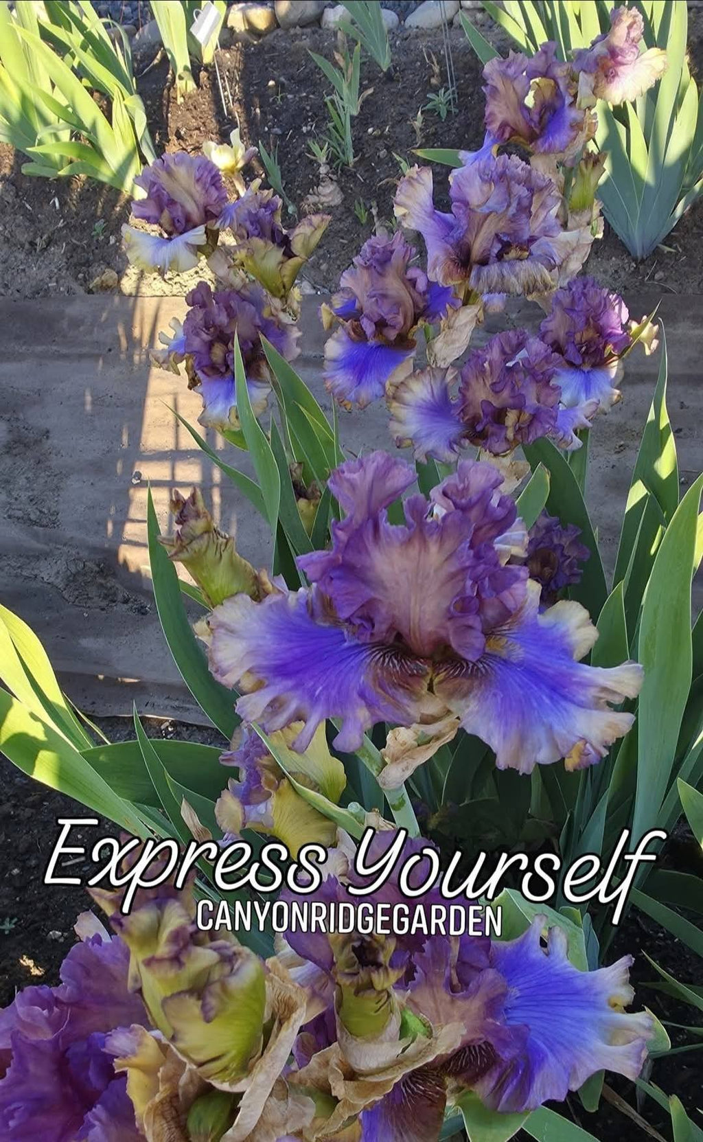 Express Yourself