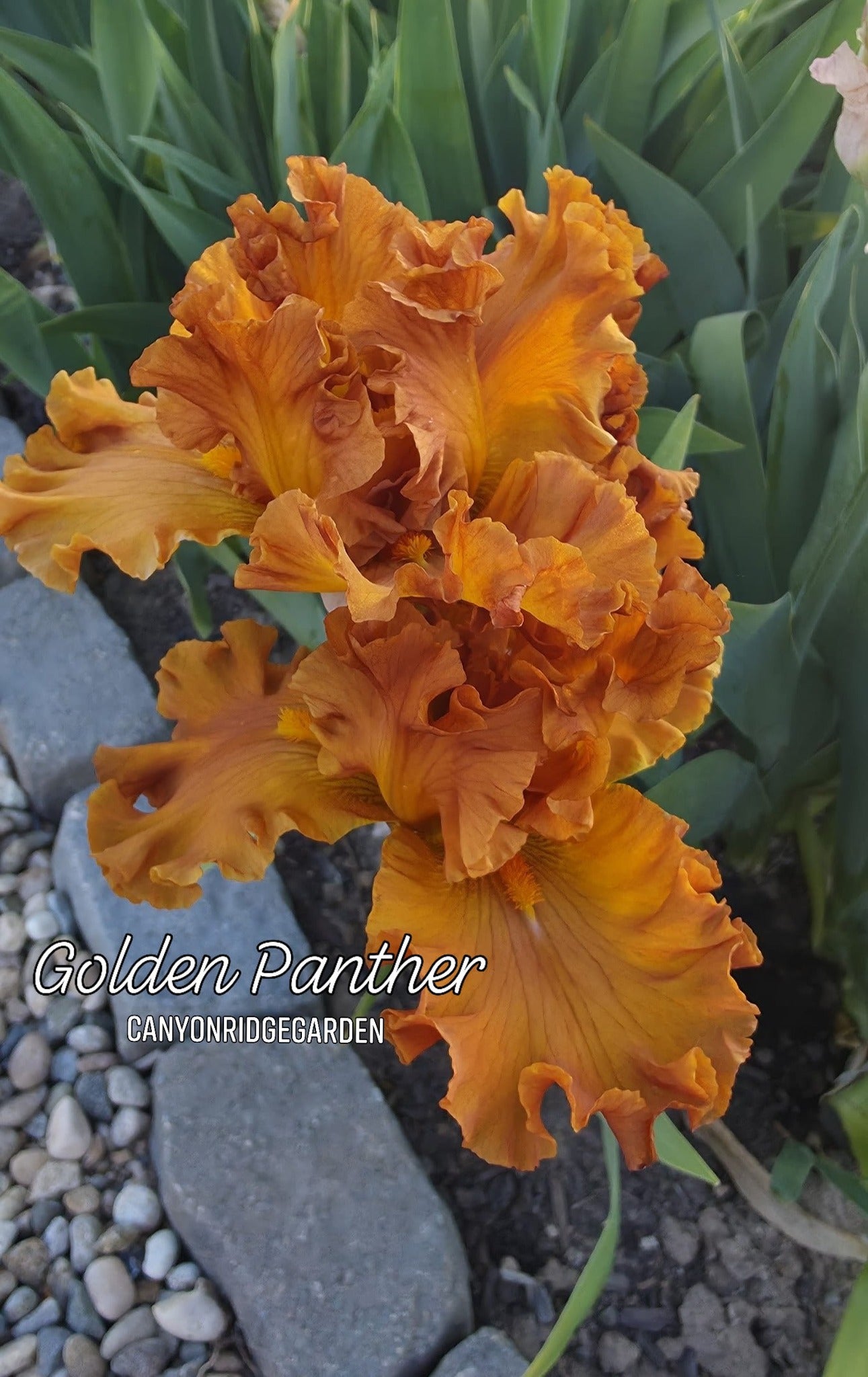 Golden Panther