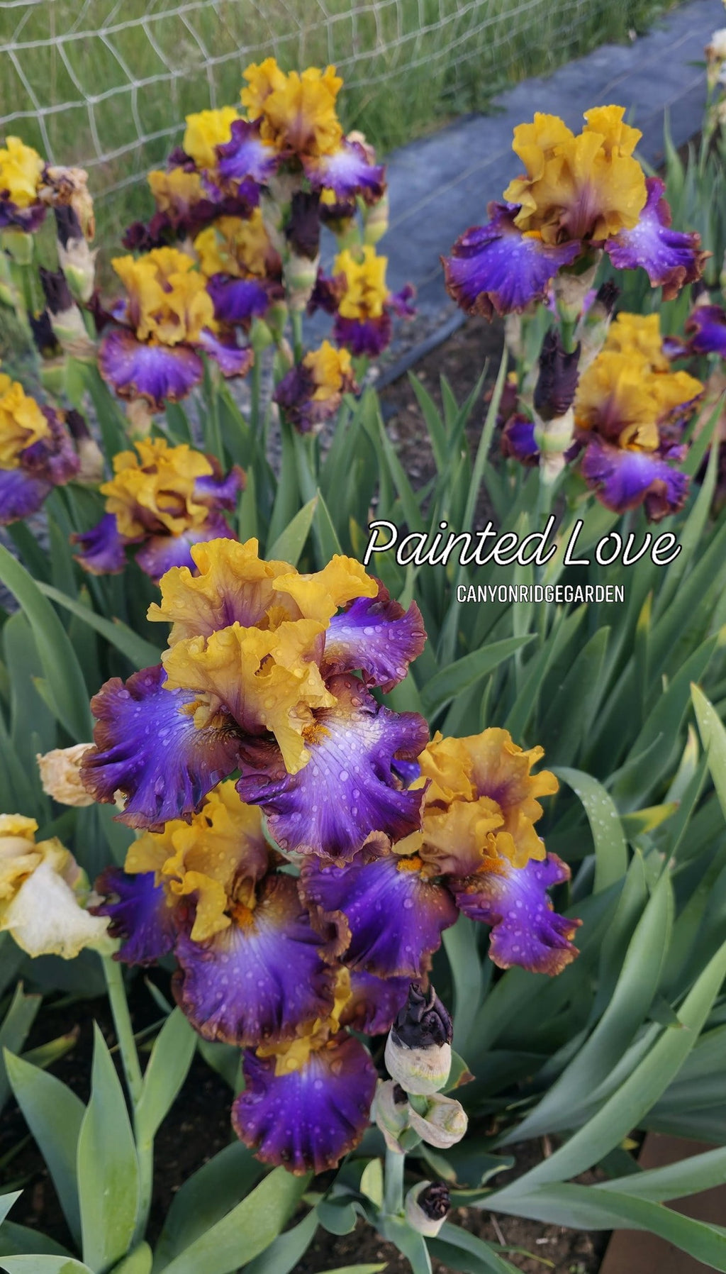 Painted Love