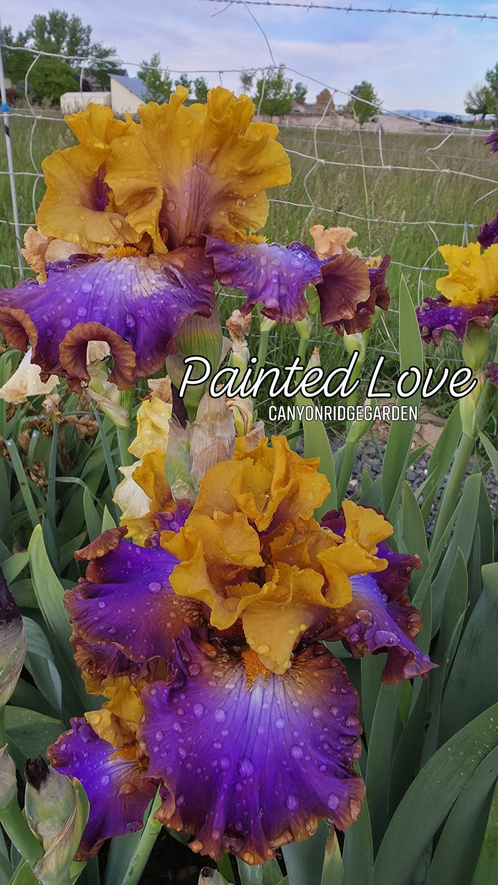Painted Love