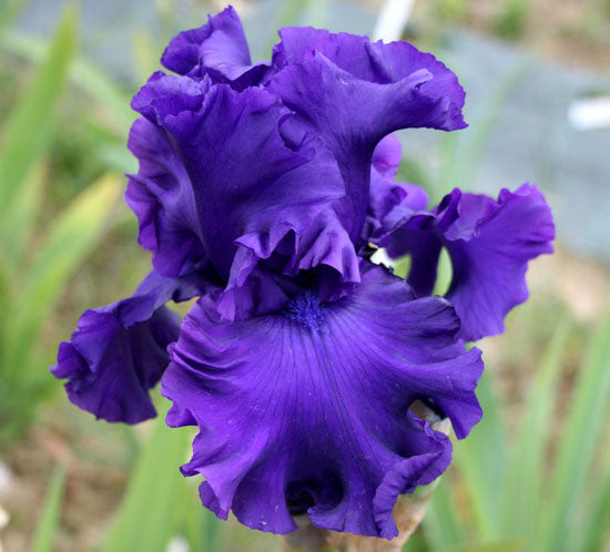 Purple Ritz