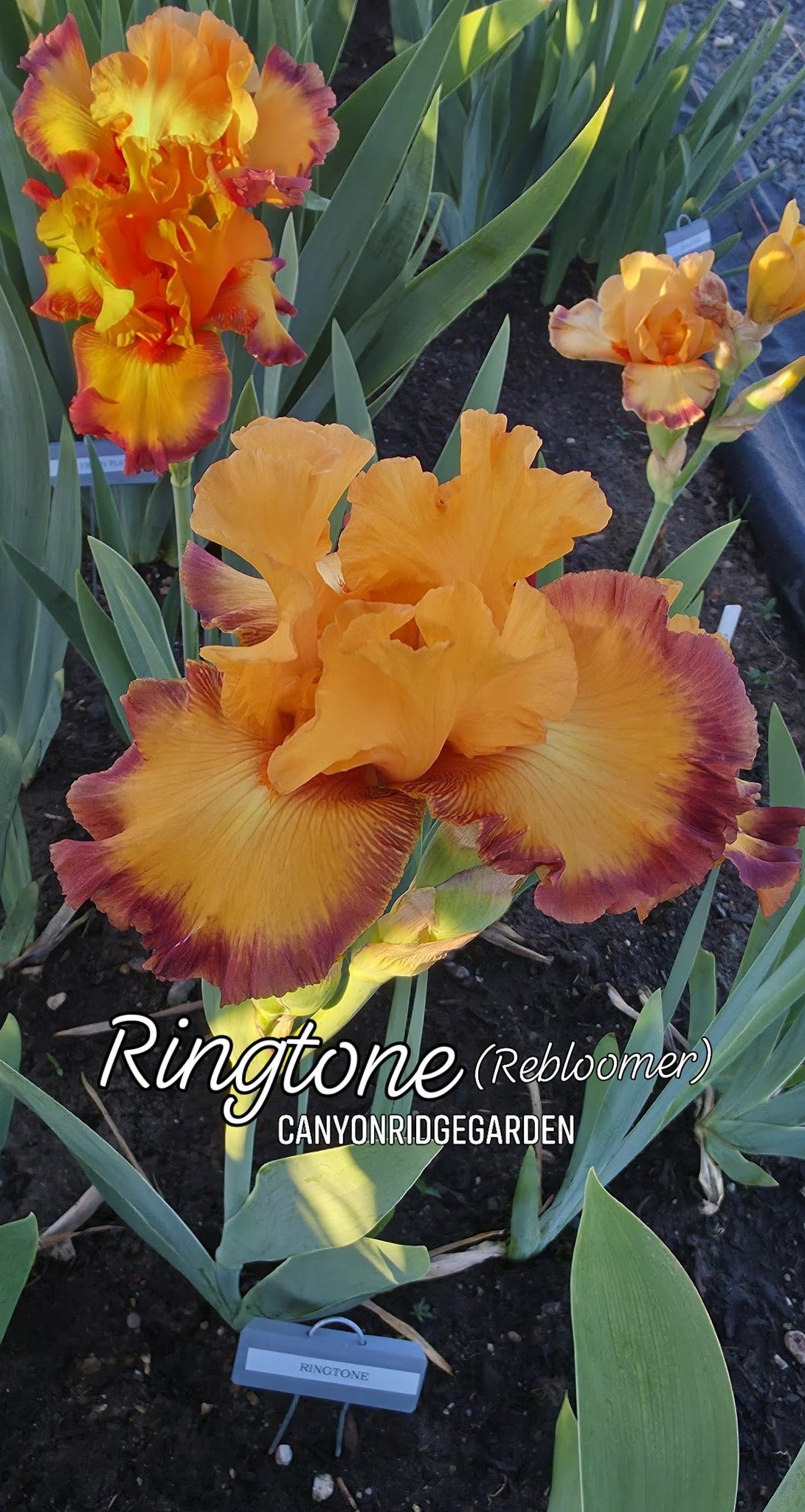 Ringtone