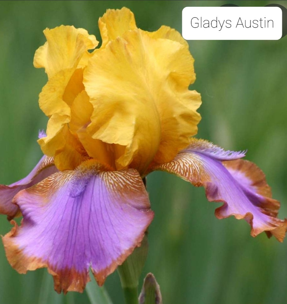 Gladys Austin