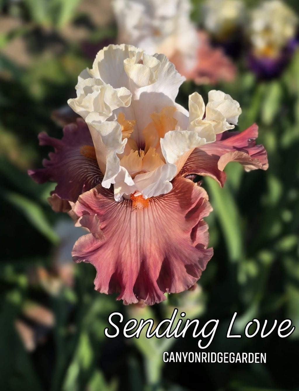 Sending Love