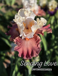 Sending Love