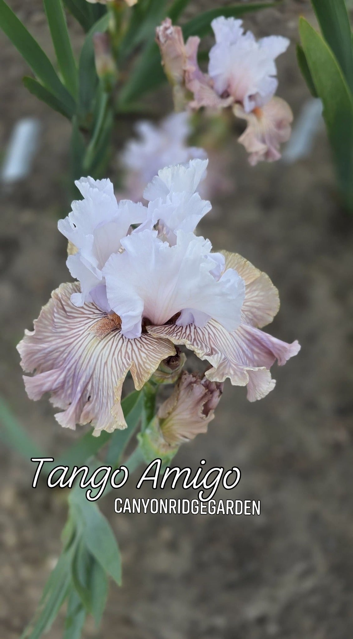 Tango Amigo