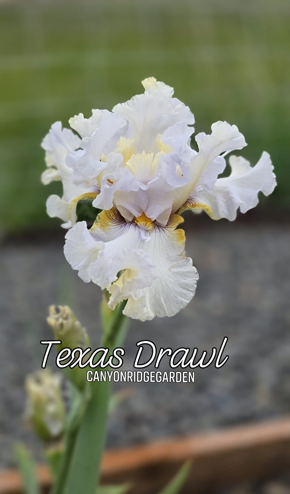 Texas Drawl