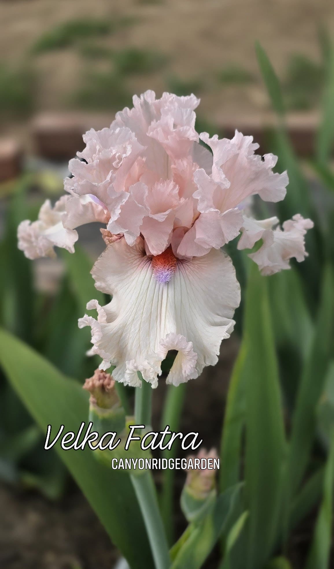 Velka Fatra