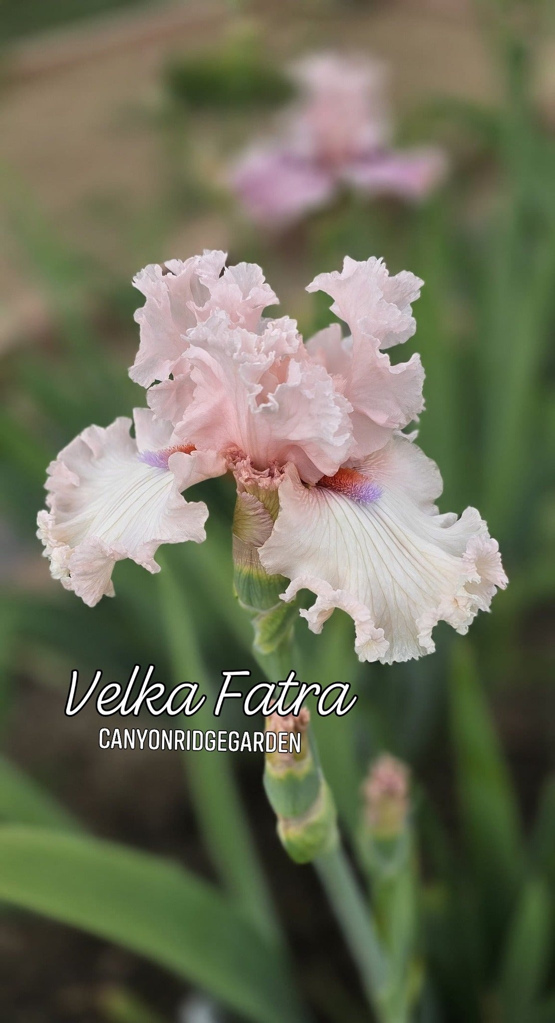 Velka Fatra