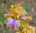 Westpointer