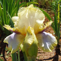 Canary Feathers
