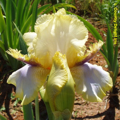 Canary Feathers