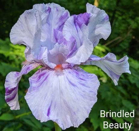 Brindled Beauty