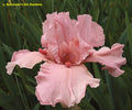 I Pink I Can