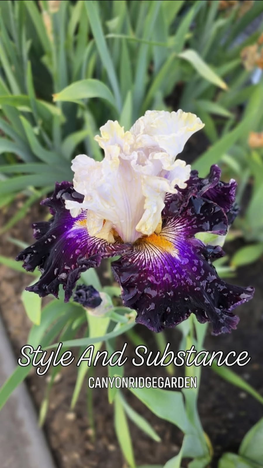 Style and Substance