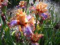 Today's Special Rainbow Mocha