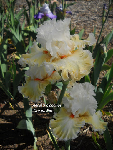 Annie's Coconut Cream Pie